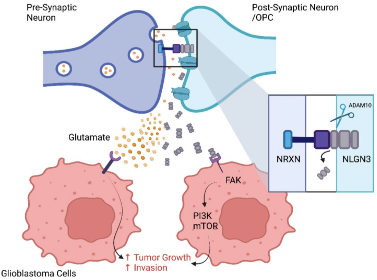 Interdependencies of the Neuronal, Immune and Tumor Microenvironment in Gliomas