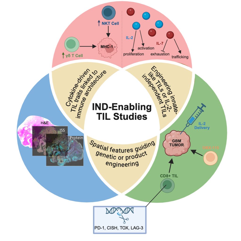 TILs project graphical abstract