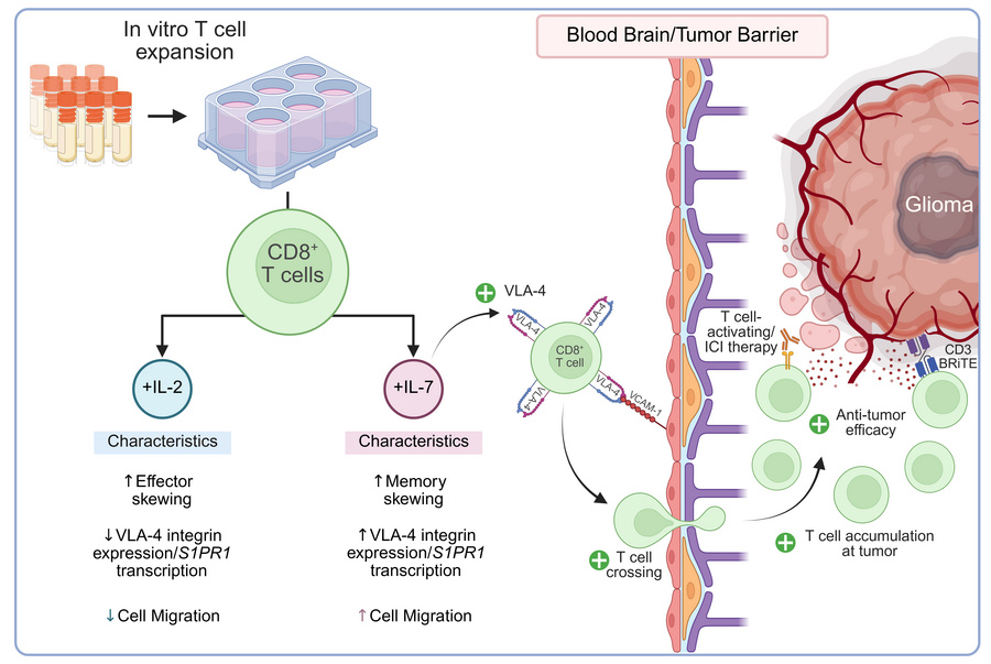 IL-7-mediated expansion of autologous lymphocytes increases CD8+ VLA-4 expression and accumulation in glioblastoma models