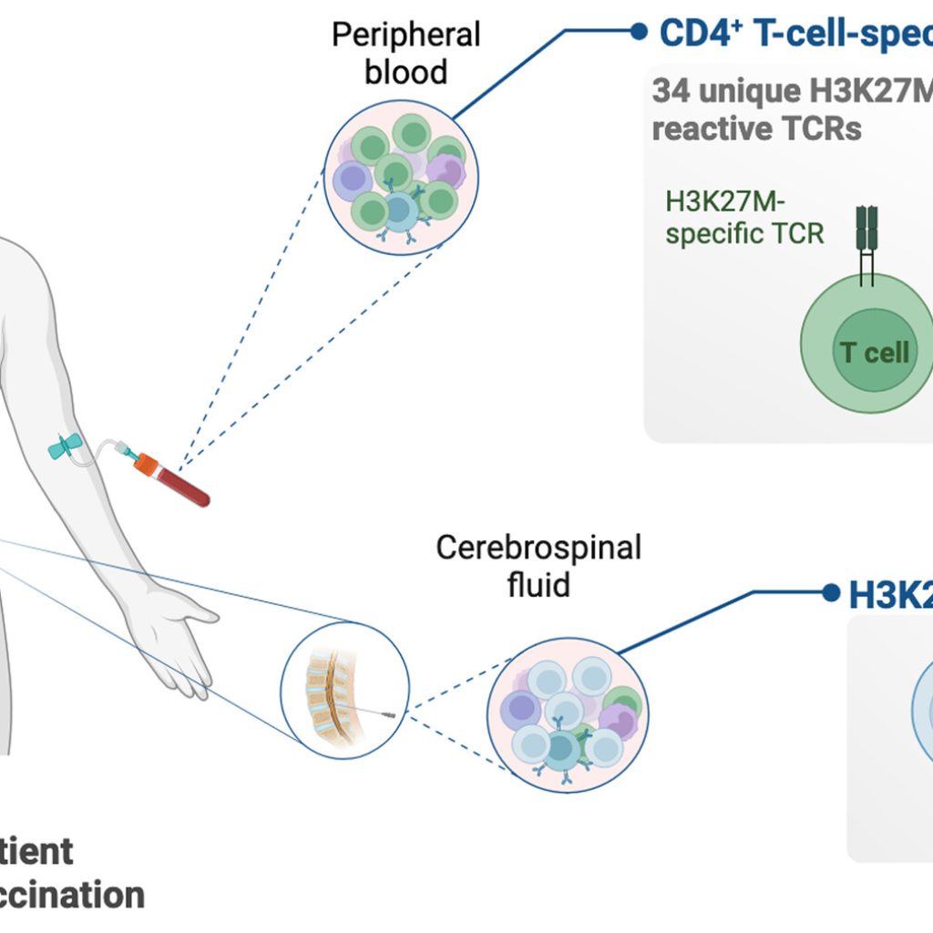 A first-in-human peptide vaccine targeting H3K27M; encouraging early findings in 8 adults with diffuse midline glioma (EDITORIAL)