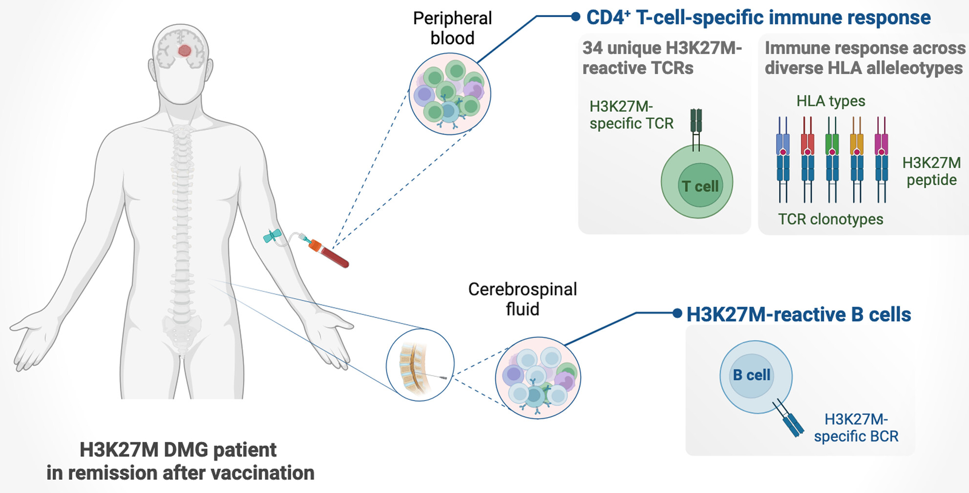 A first-in-human peptide vaccine targeting H3K27M; encouraging early findings in 8 adults with diffuse midline glioma (EDITORIAL)