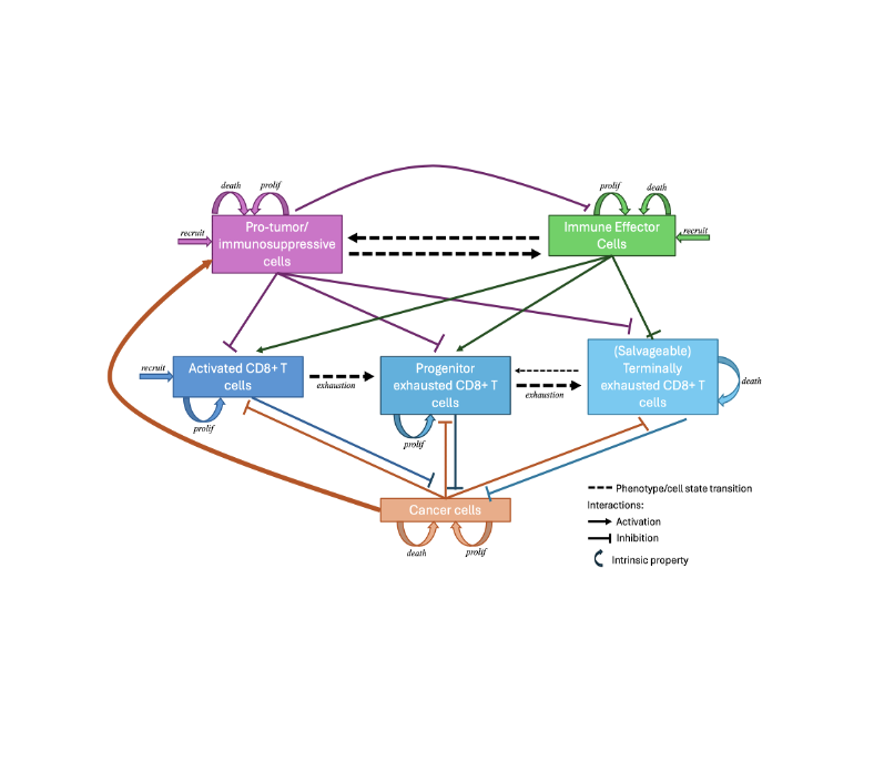Improving Immunotherapy for Brain Tumors: Mathematical Modeling Approaches
