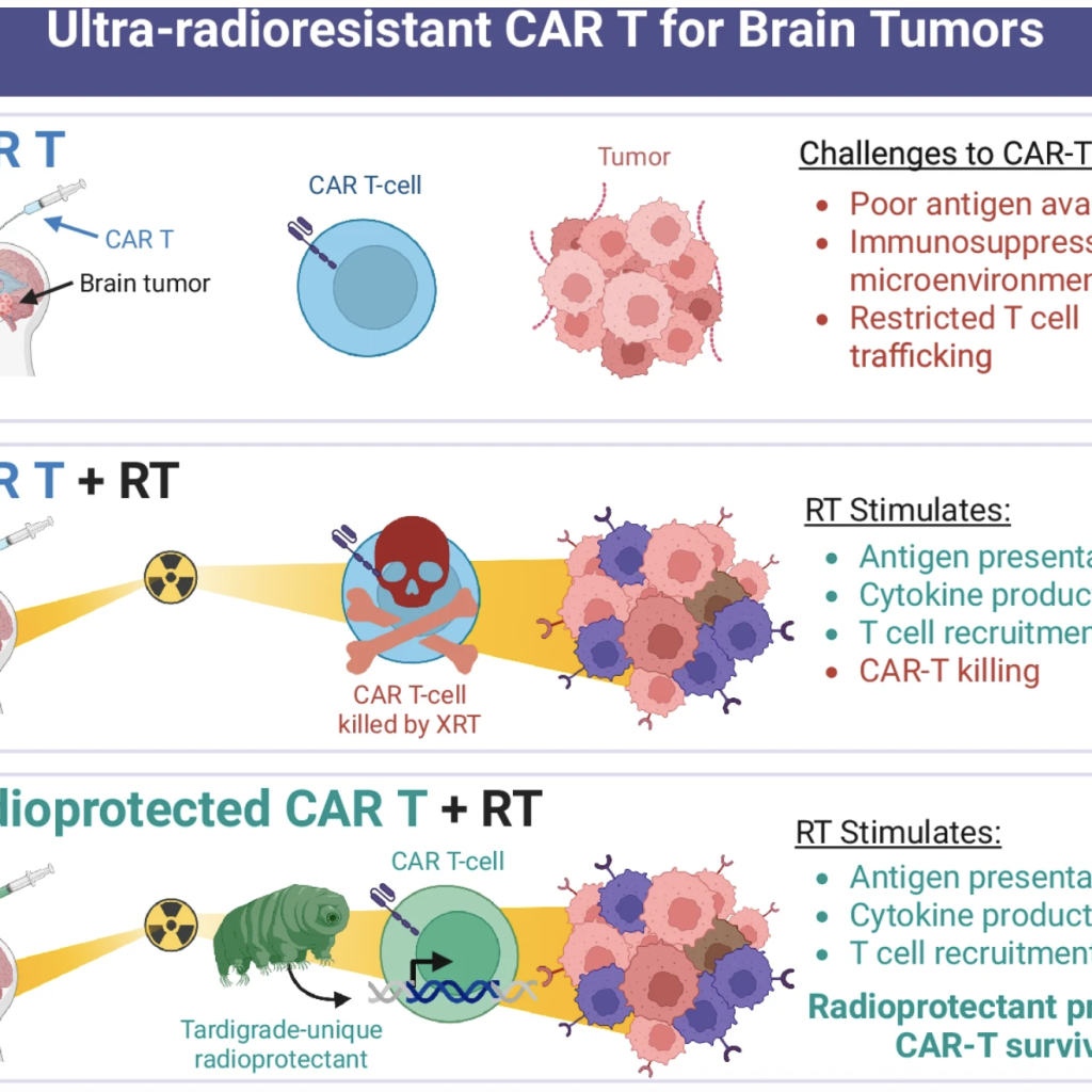 Enhancing adoptive cell therapy: future strategies for immune cell radioprotection in neuro-oncology