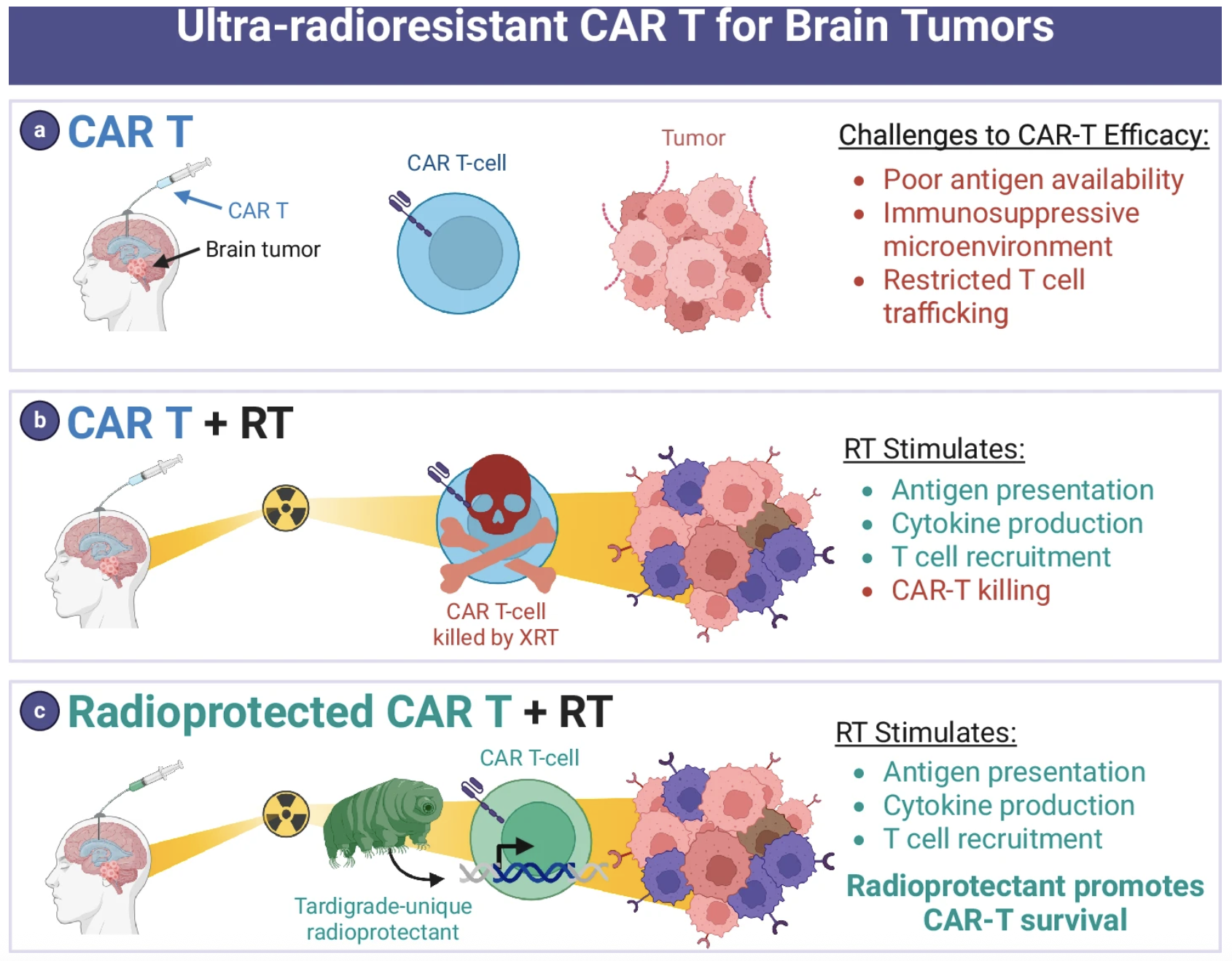 Enhancing adoptive cell therapy: future strategies for immune cell radioprotection in neuro-oncology