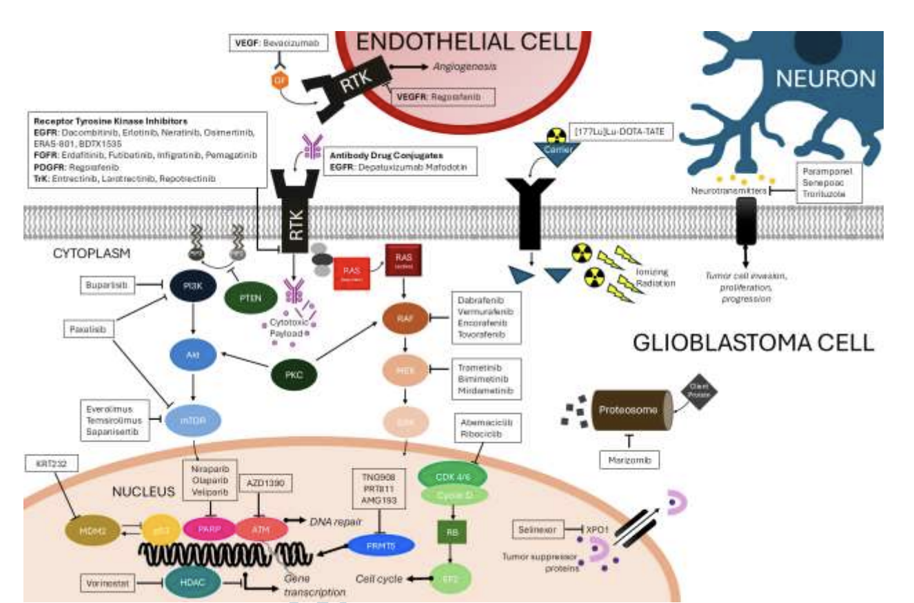Glioblastoma in Adults: A Society for Neuro-Oncology (SNO) and European Society of Neuro-Oncology (EANO) Consensus Review on Current Management and Future Directions