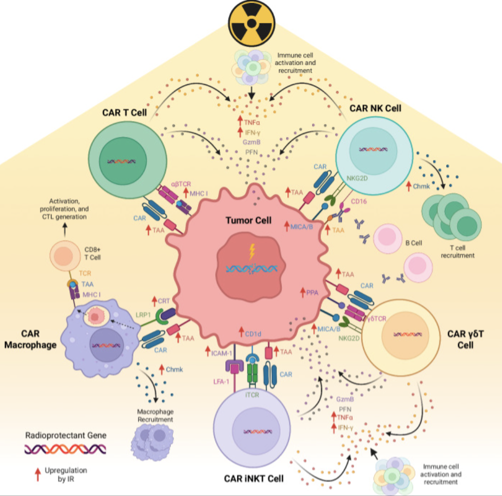 Enhancing adoptive cell therapy: future strategies for immune cell radioprotection in neuro-oncology