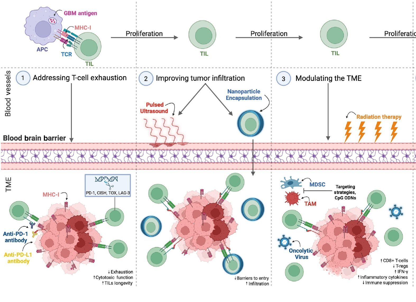 The Promise of TIL Therapy for Glioblastoma