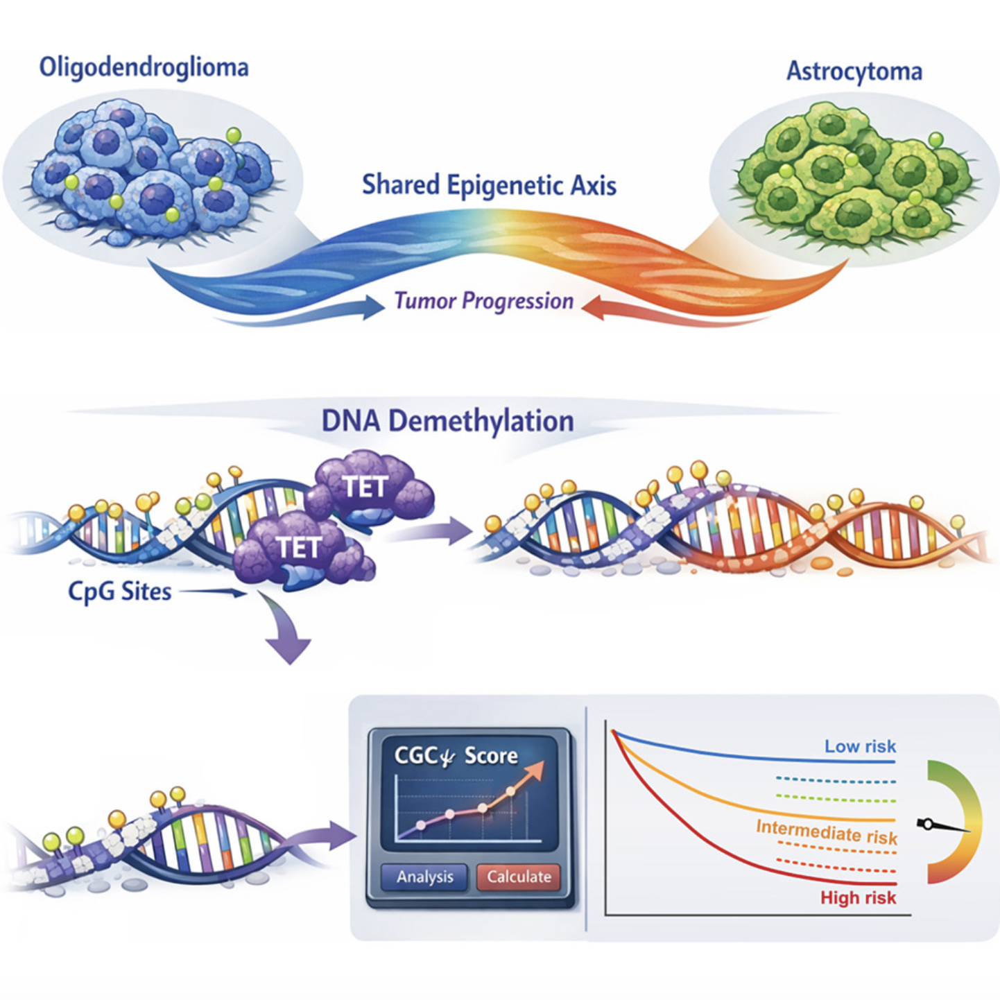 TET CpG sequence-context-specific DNA demethylation shapes progression of IDH-mutant gliomas