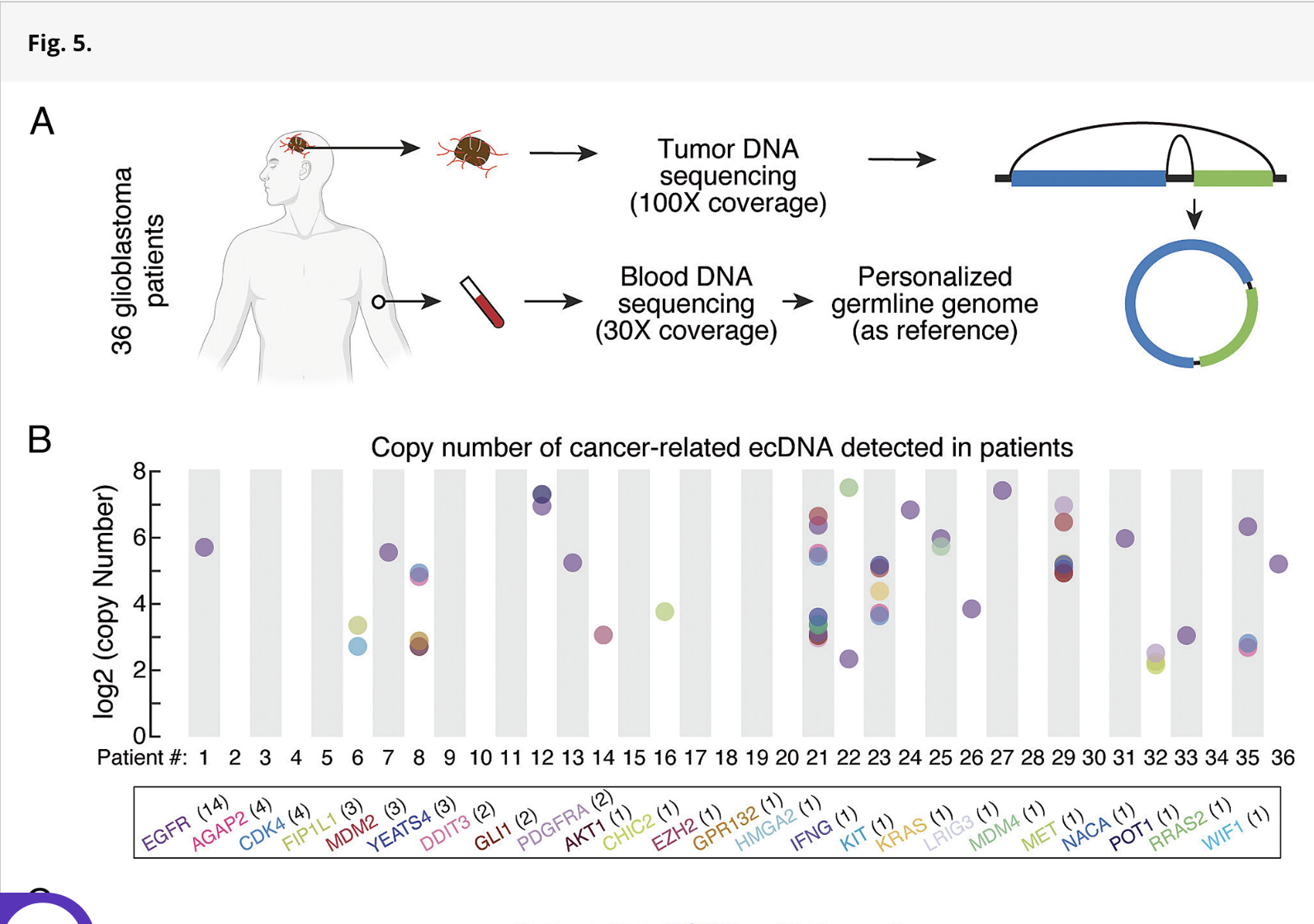 BRCA1-A and LIG4 complexes mediate ecDNA biogenesis and cancer drug resistance